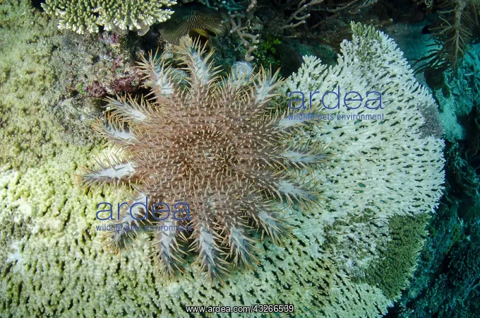 : Crown-of-thorns Urchin - on coral - Beach House : Crown-of-thorns Urchin - on coral - Beach House