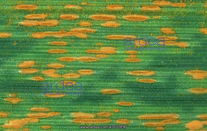 : Crown rust on oats : Crown rust on oats