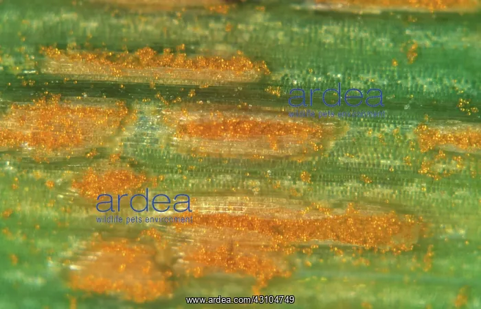 : Crown rust (Puccinia coronata) : Crown rust (Puccinia coronata)