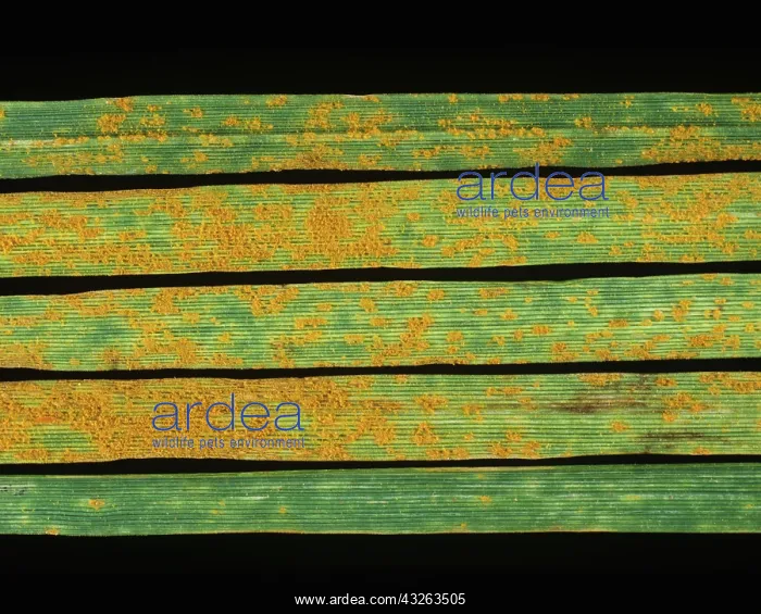 : Crown Rust (Puccinia coronata) : Crown Rust (Puccinia coronata)
