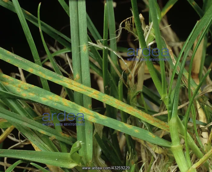 : Crown rust (Puccinia coronata) leaf infection : Crown rust (Puccinia coronata) leaf infection