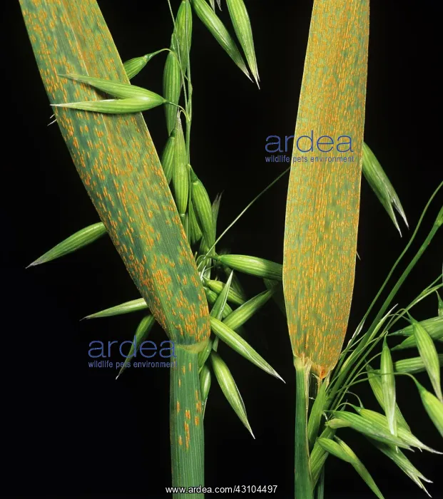 : Crown rust (Puccinia coronata) on oat : Crown rust (Puccinia coronata) on oat