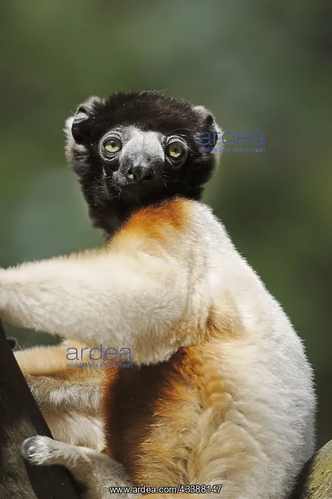 : Crown sifaka (Propithecus coronatus, Propithecus : Crown sifaka (Propithecus coronatus, Propithecus