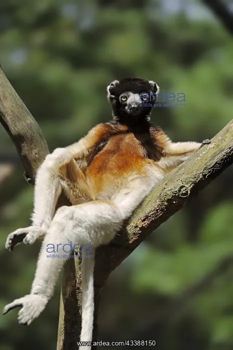 : Crown sifaka (Propithecus coronatus, Propithecus : Crown sifaka (Propithecus coronatus, Propithecus