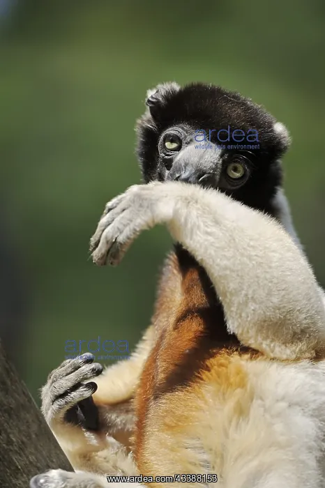 : Crown sifaka (Propithecus coronatus, Propithecus : Crown sifaka (Propithecus coronatus, Propithecus