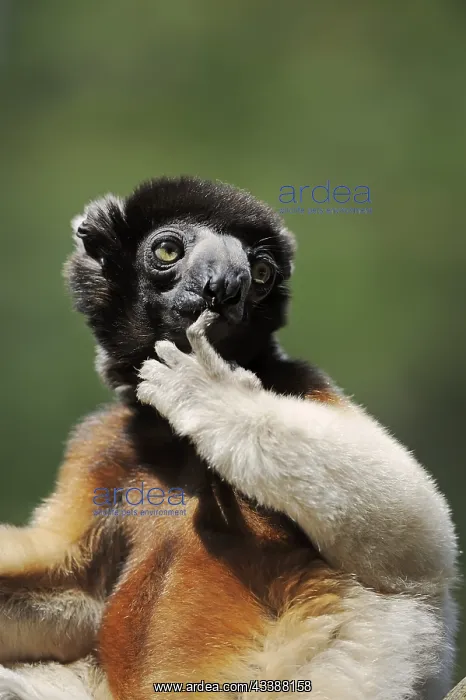 : Crown sifaka (Propithecus coronatus, Propithecus : Crown sifaka (Propithecus coronatus, Propithecus