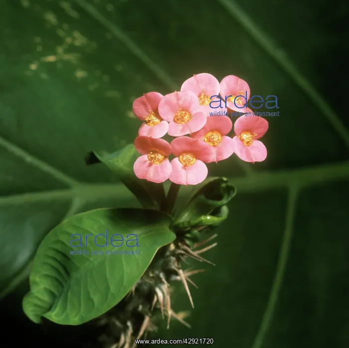 : Crown of Thorns : Crown of Thorns