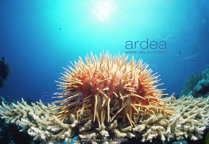: Crown of Thorns Starfish : Crown of Thorns Starfish