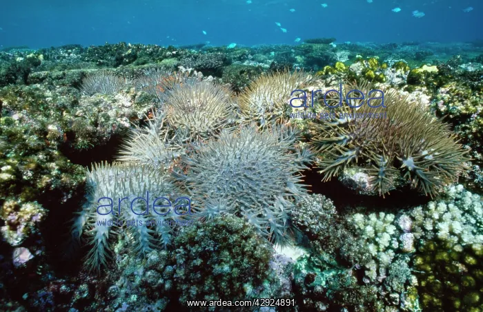 : Crown of Thorns Starfish - feeding on & killing : Crown of Thorns Starfish - feeding on & killing