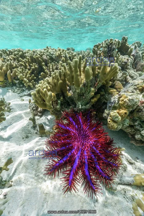 : Crown of Thorns Starfish - Maldives : Crown of Thorns Starfish - Maldives