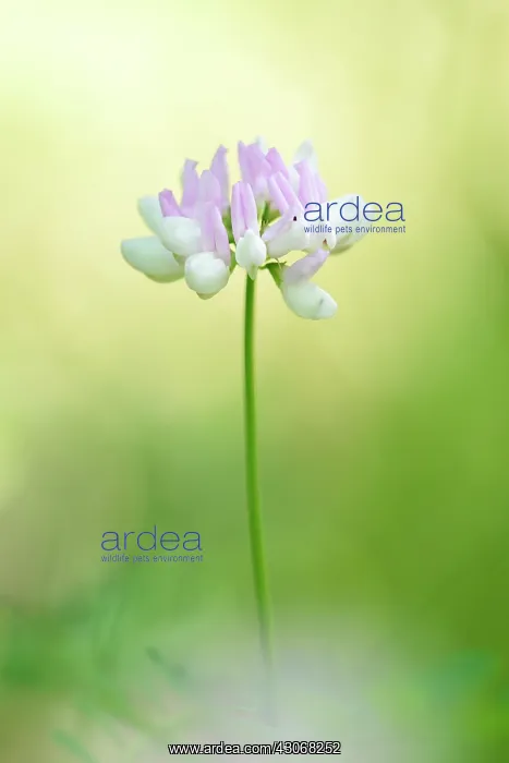 : Crown Vetch : Crown Vetch
