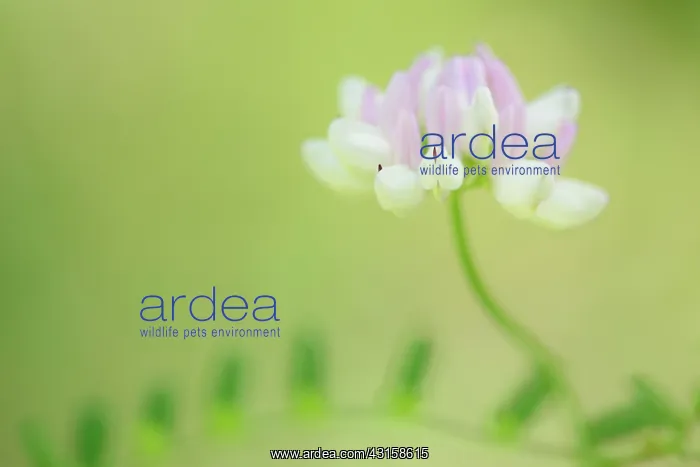 : Crown Vetch : Crown Vetch