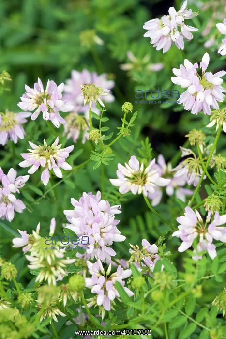 : Crown Vetch : Crown Vetch