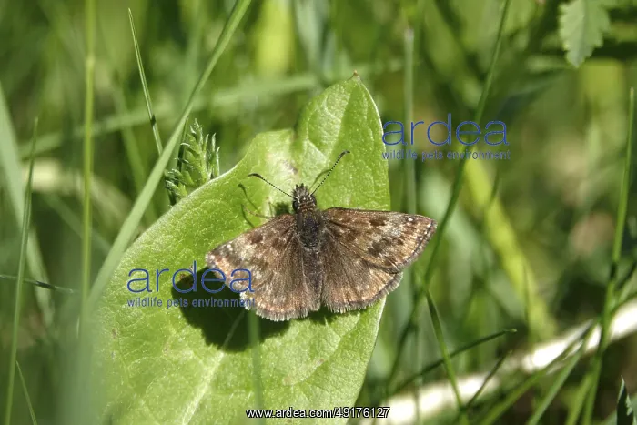 : Crown vetch butterfly (Erynnis tages) : Crown vetch butterfly (Erynnis tages)