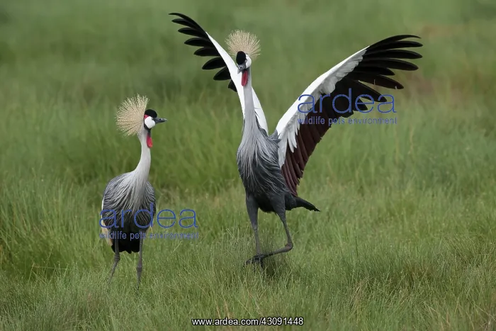: Crowned Cane Courtship Display : Crowned Cane Courtship Display
