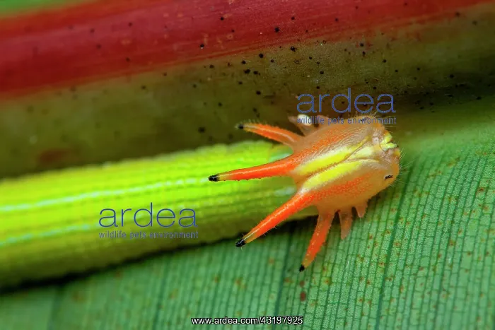 : Crowned Caterpillar (Opsiphanes cassiae ?), caterpillar : Crowned Caterpillar (Opsiphanes cassiae ?), caterpillar