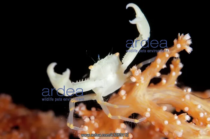 : Crowned Coral Crab : Crowned Coral Crab