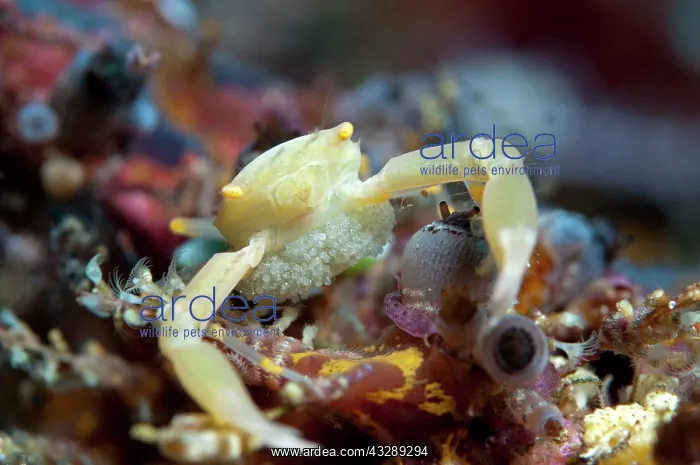 : Crowned Coral Crab - with eggs : Crowned Coral Crab - with eggs
