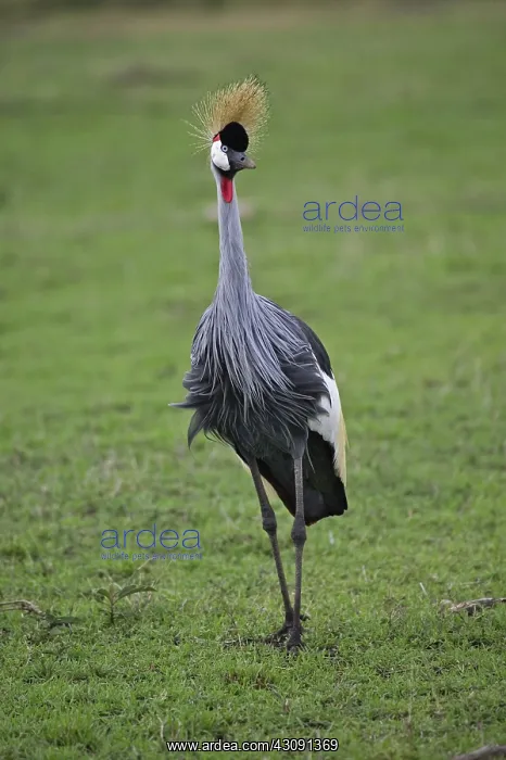 : Crowned Crane : Crowned Crane