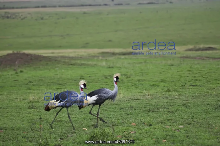 : Crowned Crane : Crowned Crane