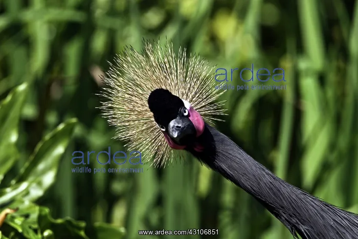 : Crowned Crane : Crowned Crane