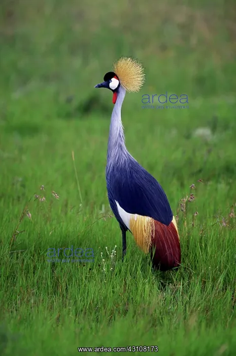 : Crowned crane : Crowned crane