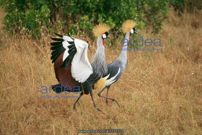 : Crowned Crane : Crowned Crane