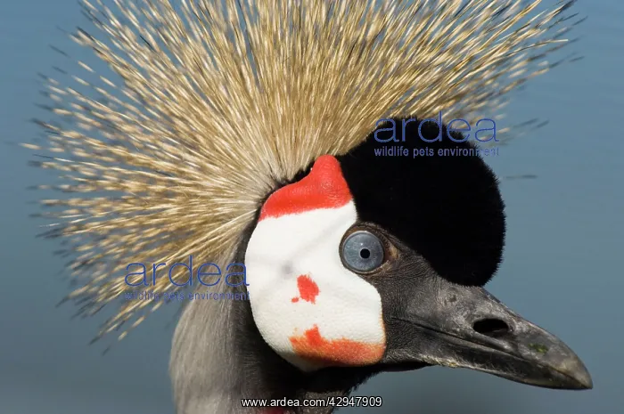 : Crowned crane - Adult : Crowned crane - Adult