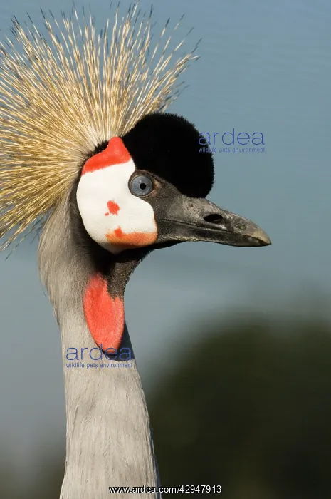 : Crowned crane - Adult : Crowned crane - Adult
