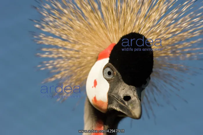 : Crowned crane - Adult : Crowned crane - Adult