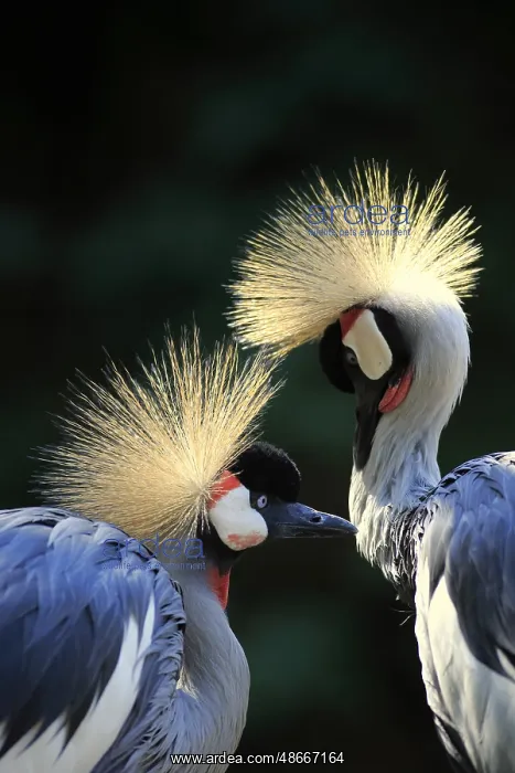 : Crowned Crane (Balearica regulorum), adult, Africa : Crowned Crane (Balearica regulorum), adult, Africa