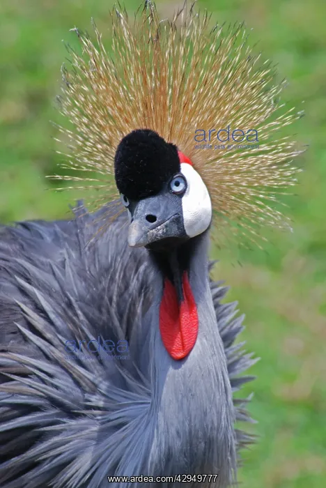 : Crowned Crane - East Africa : Crowned Crane - East Africa
