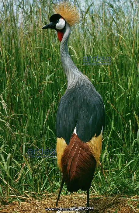 : CROWNED CRANE - with eggs : CROWNED CRANE - with eggs