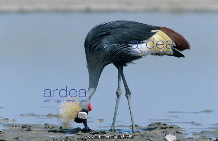  : Crowned CRANE - feeding
