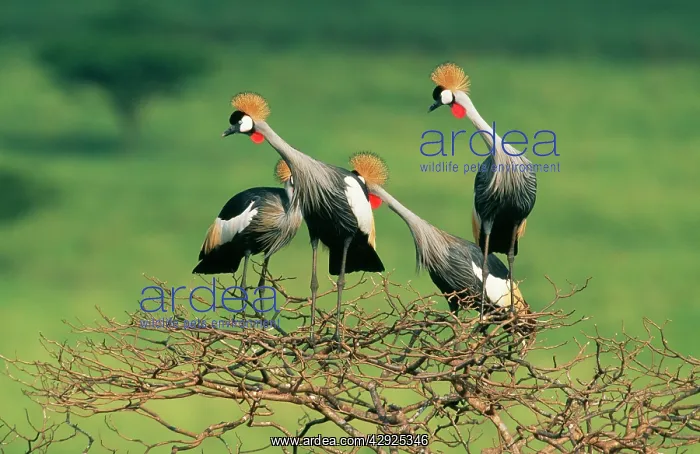 : Crowned CRANE - Group perching in tree : Crowned CRANE - Group perching in tree