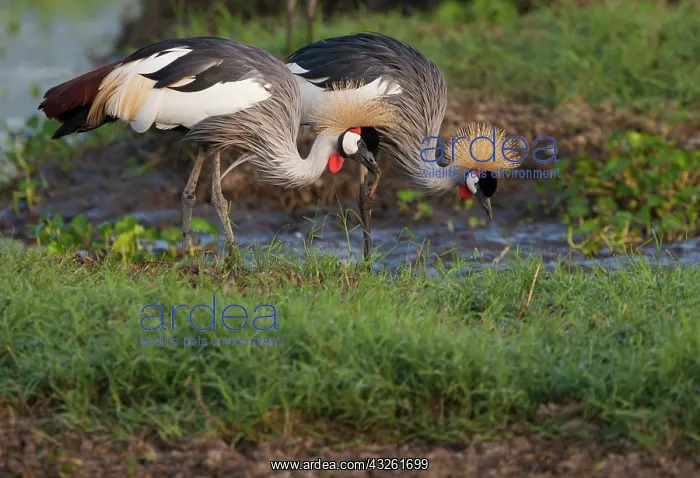 : Crowned crane, Ngorongoro Conservation Area : Crowned crane, Ngorongoro Conservation Area