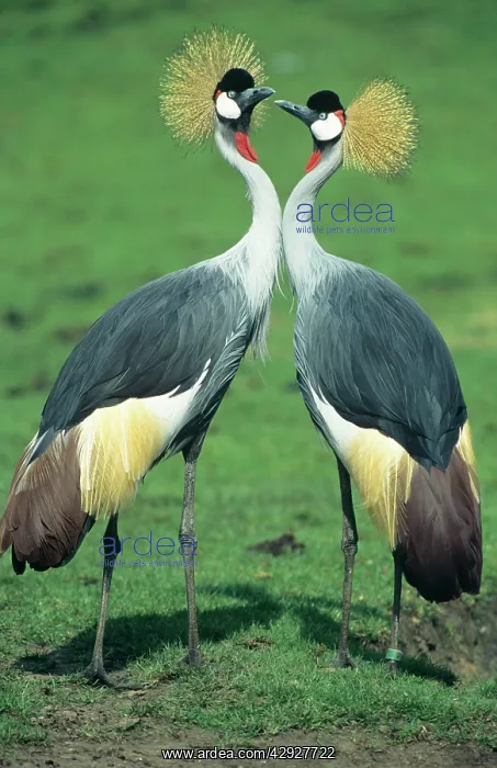 : Crowned CRANE - pair in courtship display : Crowned CRANE - pair in courtship display