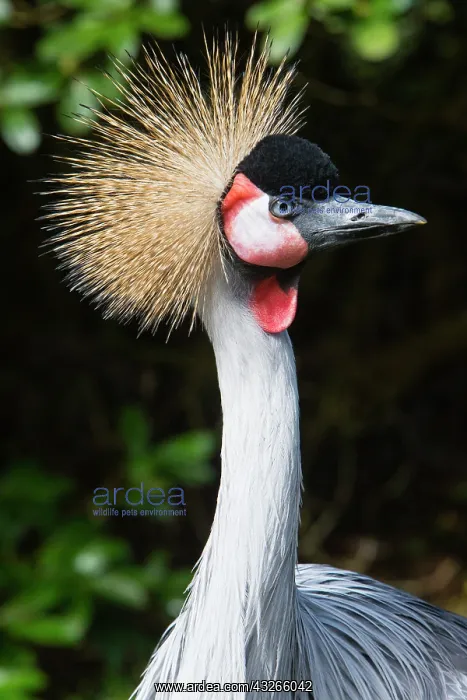 : Crowned Crane, portrait of male bird, captive, Lower : Crowned Crane, portrait of male bird, captive, Lower