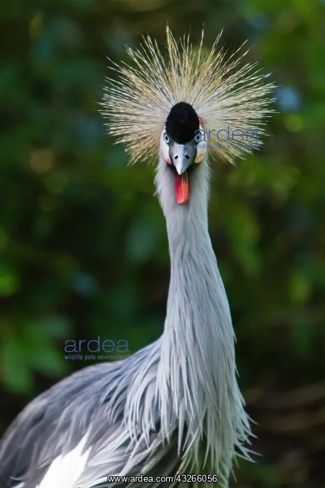 : Crowned Crane, portrait of male bird, captive, Lower : Crowned Crane, portrait of male bird, captive, Lower