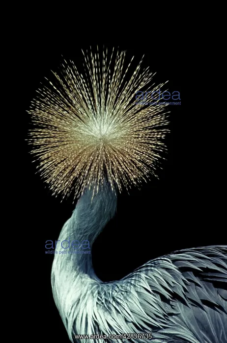 : Crowned Crane - Rear of head : Crowned Crane - Rear of head