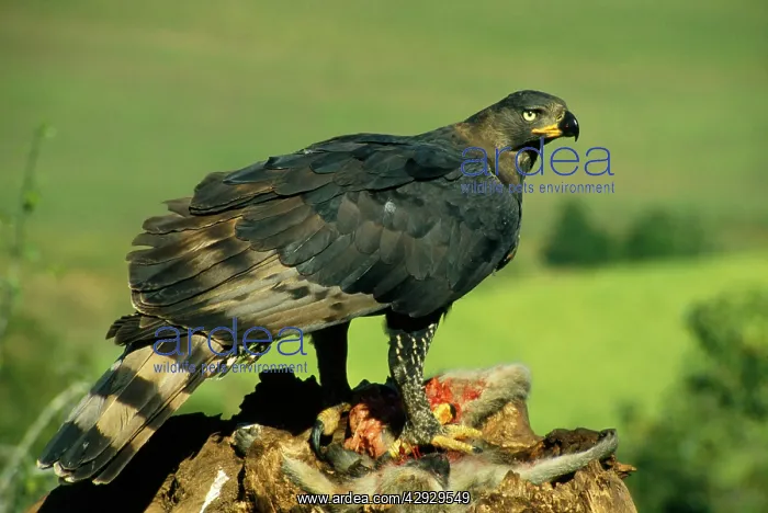 : Crowned Eagle / Crowned hawk-eagle - feeding on : Crowned Eagle / Crowned hawk-eagle - feeding on