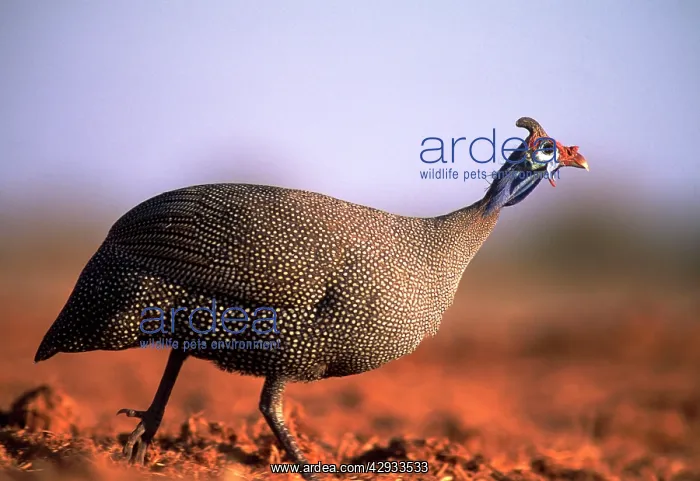 : Crowned GUINEAFOWL - walking, side view : Crowned GUINEAFOWL - walking, side view