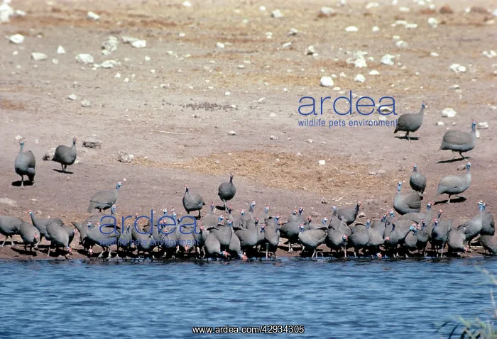 : Crowned Guineafowls - drinking : Crowned Guineafowls - drinking