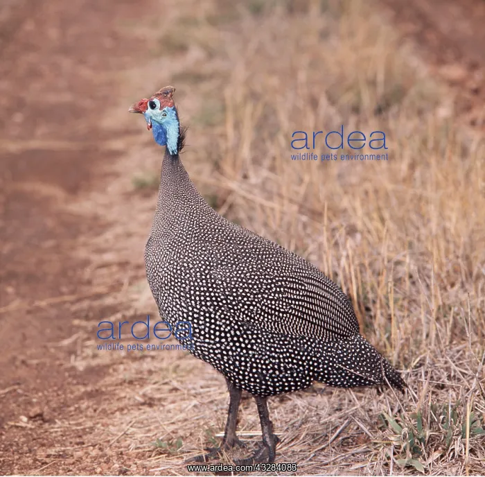 : Crowned / Helmeted / Tufted GUINEAFOWL : Crowned / Helmeted / Tufted GUINEAFOWL