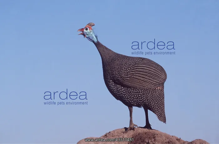 : Crowned / Helmeted / Tufted GUINEAFOWL - Calling : Crowned / Helmeted / Tufted GUINEAFOWL - Calling