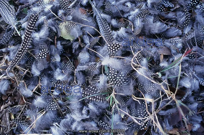 : Crowned / Helmeted / Tufted GUINEAFOWL - feathers : Crowned / Helmeted / Tufted GUINEAFOWL - feathers