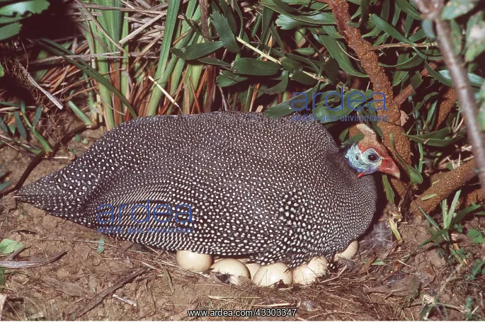 : Crowned / Helmeted / Tufted GUINEAFOWL - nesting with eggs : Crowned / Helmeted / Tufted GUINEAFOWL - nesting with eggs