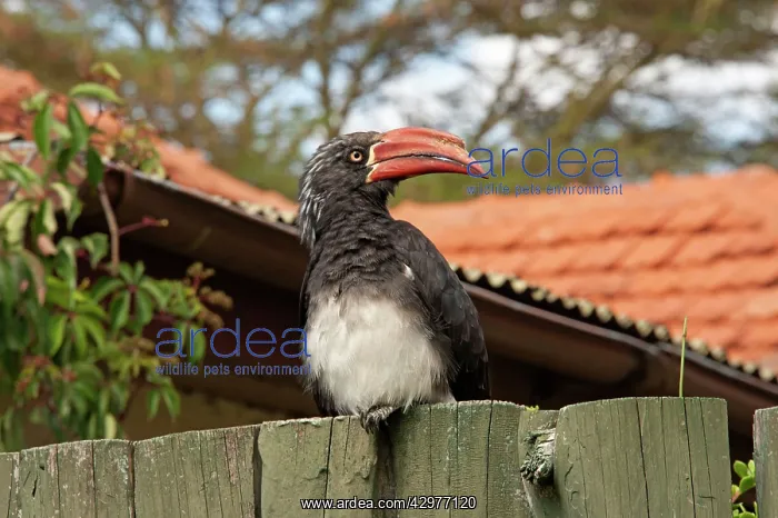 : Crowned Hornbill - perched on fence : Crowned Hornbill - perched on fence