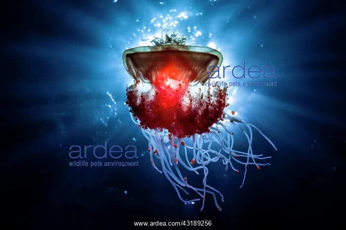 : Crowned Jellyfish (Cephea cephea) drifting in open : Crowned Jellyfish (Cephea cephea) drifting in open