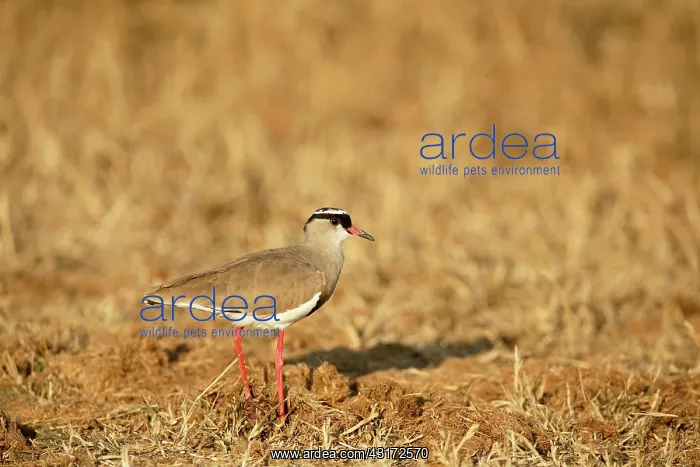  : Crowned Lapwing